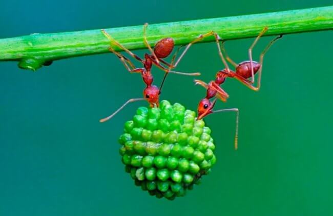 Почему муравьи — одни из самых сильных насекомых в мире? Фото.