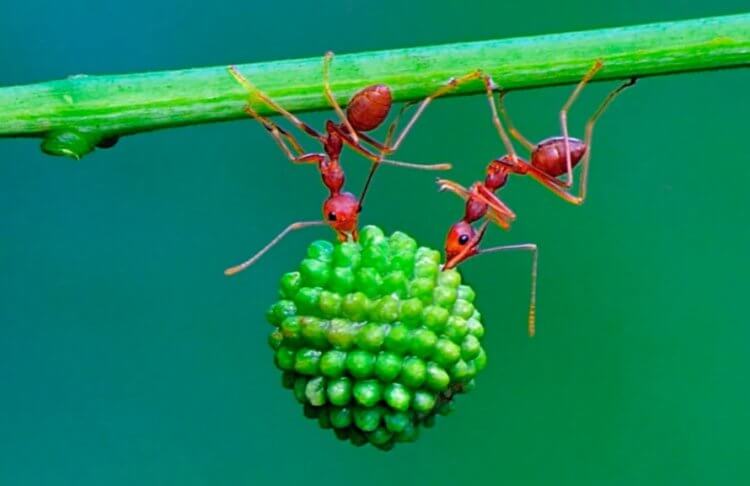 Почему муравьи — одни из самых сильных насекомых в мире? Муравьи не только умеют работать сообща, но и обладают удивительной силой. Фото.