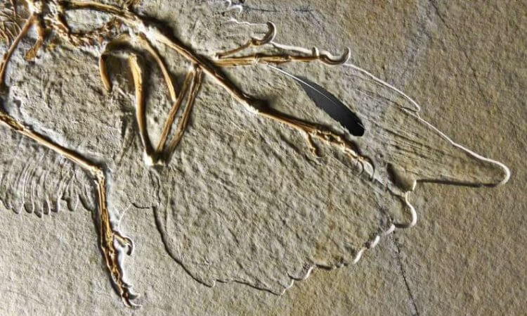 Крылья динозавров. Окаменелые останки археоптерикса. Фото.