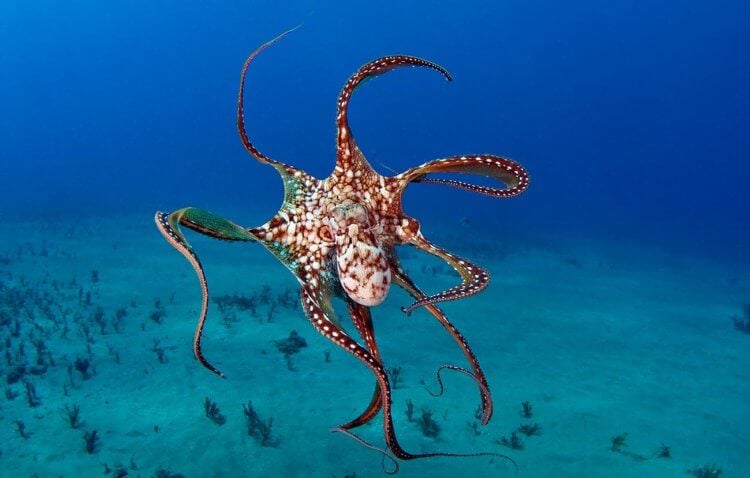 Инопланетные осьминоги. Некоторые осьминоги и правда больше похожи на инопланетян, чем на существ, появившихся в ходе эволюции на нашей планете. Фото.