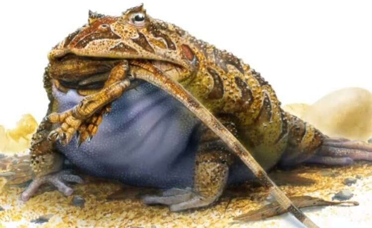 Кто такие рогатые лягушки? Дьявольская лягушка поедает детеныша динозавра. Фото.