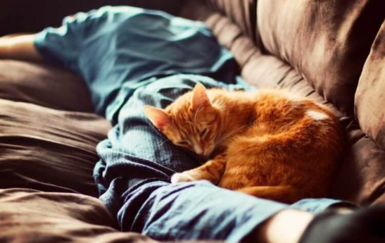 Как завоевать доверие кошки? Коты и кошки лучше всего чувствуют себя дома — в незнакомом месте они испытывают стресс. Фото.
