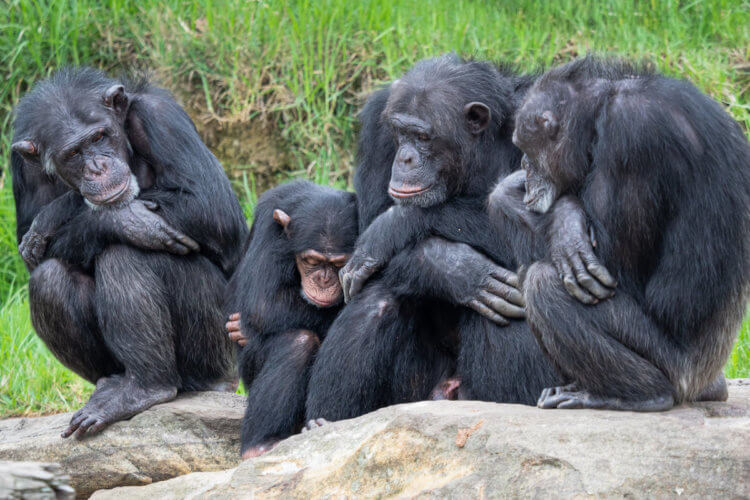 Шимпанзе и Homo Sapiens. При всех заментых отличиях между двумя видами, люди и шимпанзе невероятно похожи. Фото.