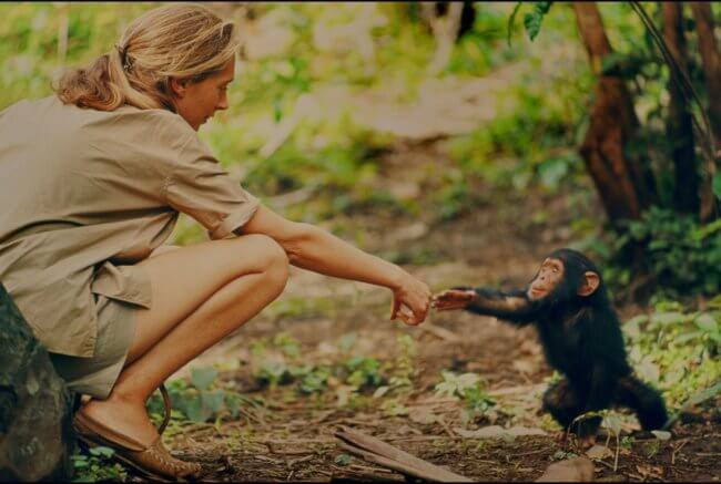 Что шимпанзе могут рассказать о дружбе между людьми? Фото.