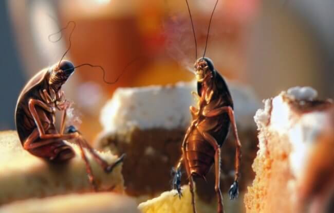 Что произойдет, если тараканы полностью вымрут? Фото.