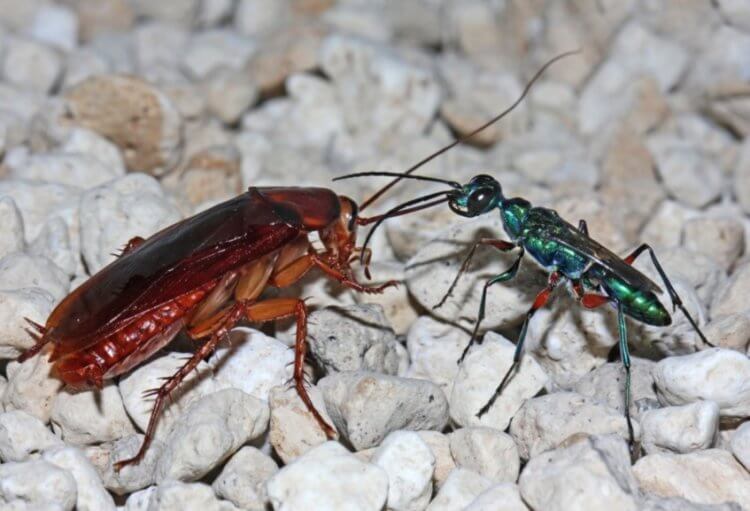 Осы паразиты. Таракан и оса-паразит Blattella germanica. Фото.