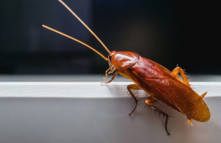 Кто такие тараканы? Если вы увидели таракана у себя дома, скорее всего — это рыжий таракан (Blattella germanica). Фото.