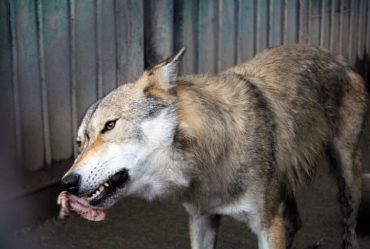 Одомашнивание волка. Волки едят гораздо больше собак. Фото.