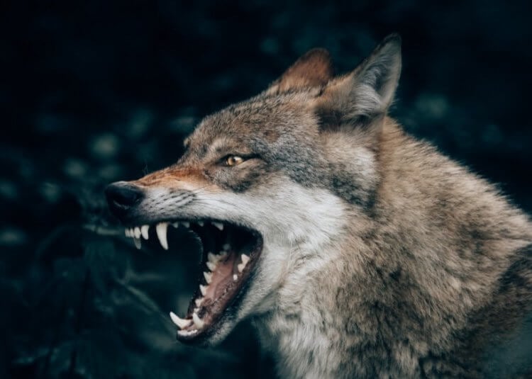 Можно ли приручить волка? Несмотря на их опасность, некоторые люди приручают волков. Фото.