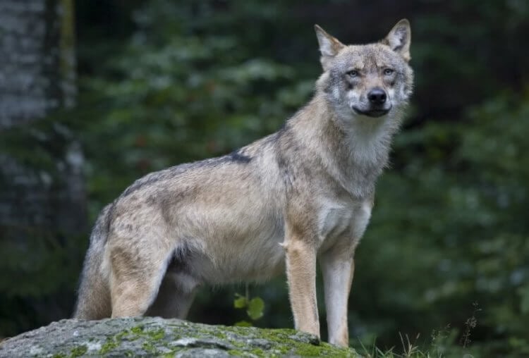 Поведение волков. Волки могут привыкнуть к людям и это доказано наукой. Фото.