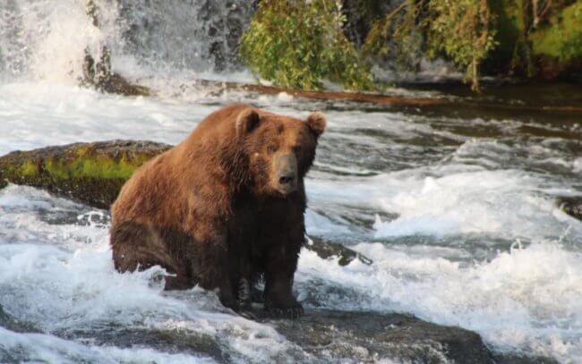 Как выглядит самый толстый медведь? Фото.