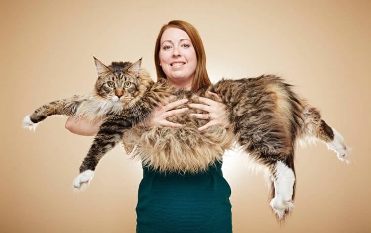 Как подать заявку в Книгу рекордов Гиннеса и стать известным? Это Баривель — самый длинный кот (120 сантиметров). Фото.