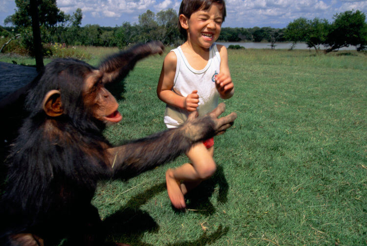 Социальные связи в животном мире. Первые пять лет жизни шимпанзе, как и люди, проводят рядом с матерью. Фото.