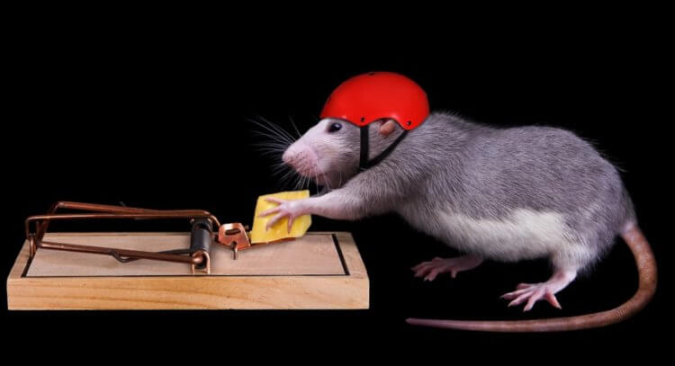 Мышеловка. Важно отметить, что мышеловки эффективны только против мышей. Для крыс нужны более изощренные ловушки. Фото.
