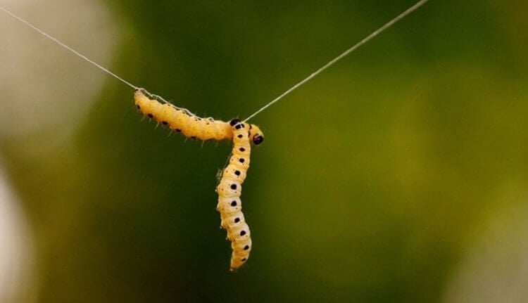 Опасность гусениц. Гусеницы часто попадают на одежду, падая с деревьев. Фото.