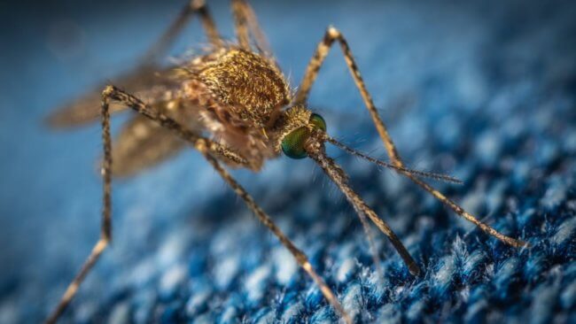 Почему в Антарктиде появились комары? Фото.