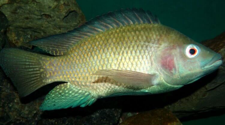 Что ели египтяне? Тилапия (Oreochromis niloticus). Фото.