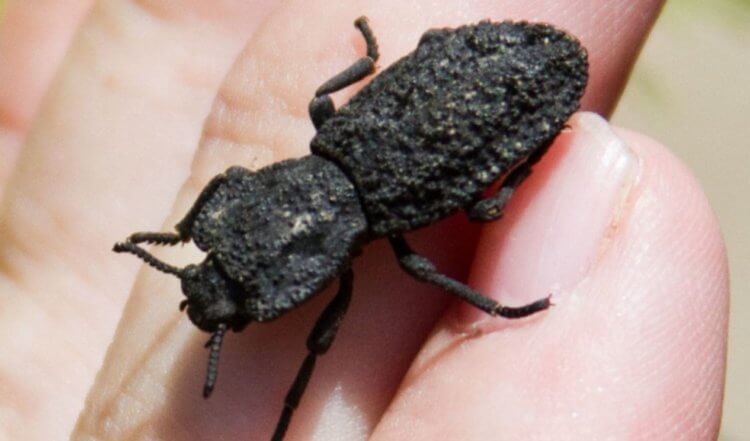 Самые крепкие жуки. Размер жуков Nosoderma diabolicum составляет всего лишь несколько миллиметров. Фото.