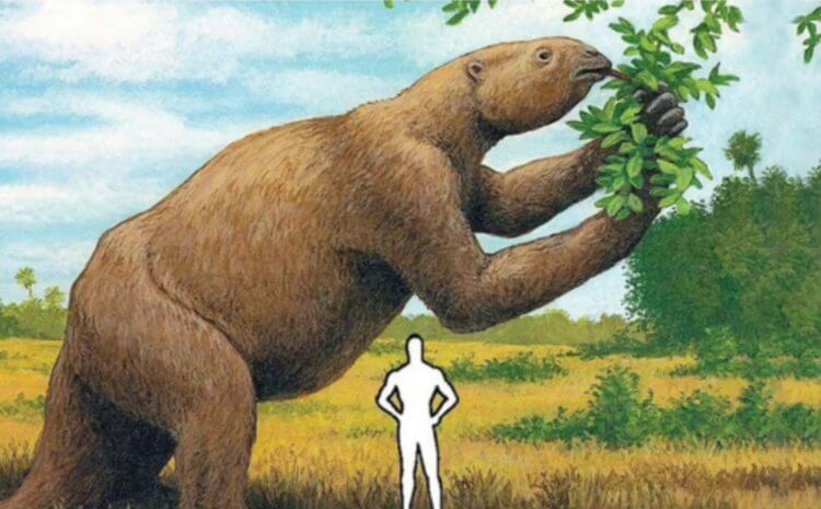 Следы древних людей. Во времена ледникового периода существовали огромные ленивцы. Фото.
