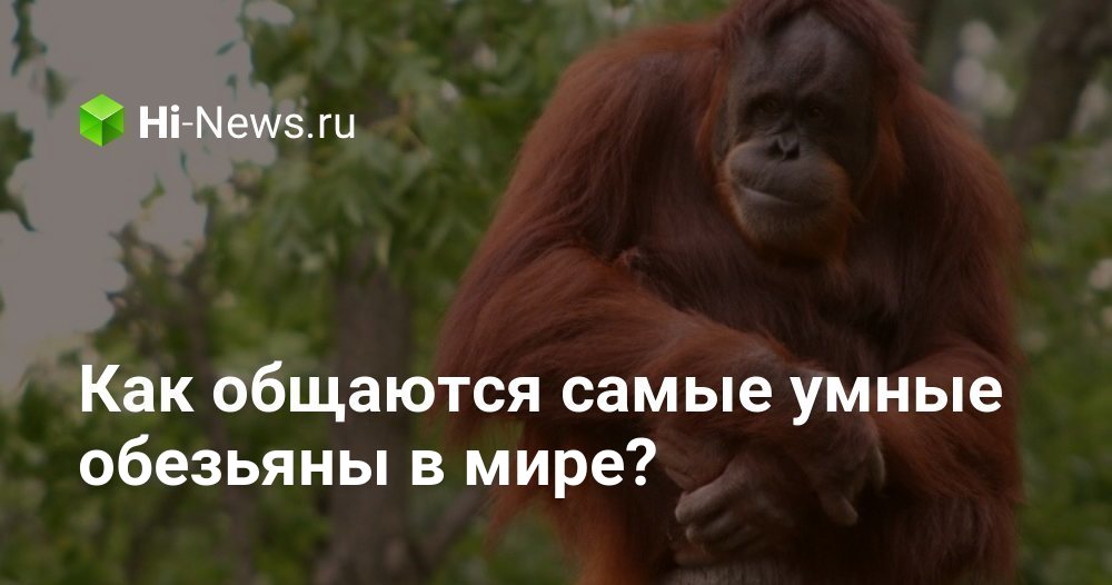Как общаются самые умные обезьяны в мире? - Hi-News.ru