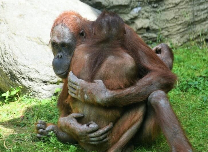 Общение обезьян. Объятия у орангутанов — обычное явление. Фото.