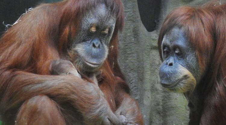 Кто такие орангутаны? В разговорной речи орангутанов иногда называют «орангутангами» — это нормально и не считается за ошибку. Фото.