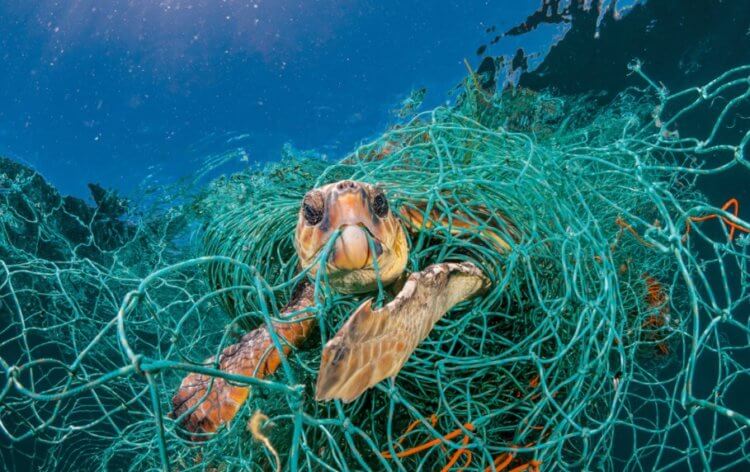 Опасность пластика. Мы уже много раз писали о том, как от пластика страдают черепахи. Фото.