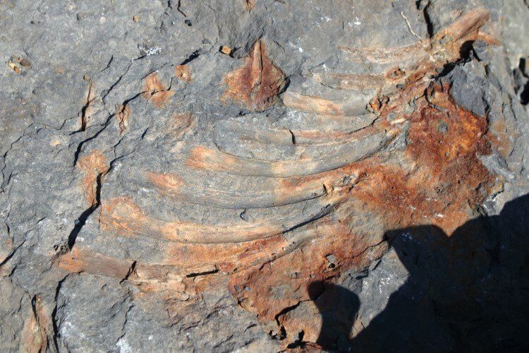 Останки древнего существа. Камень с ребрами ихтиозавра. Фото.