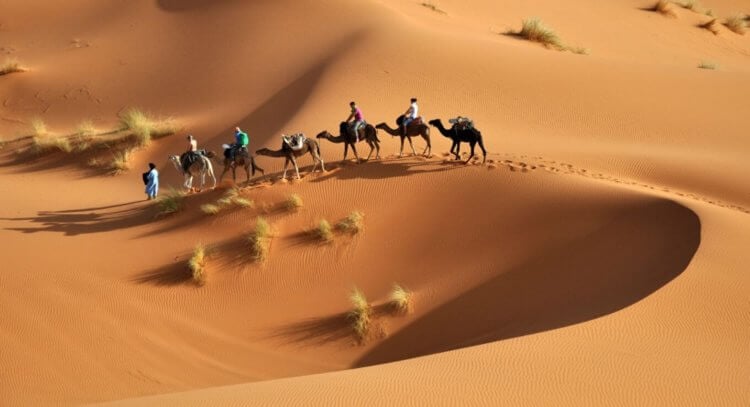 Животные Сахары. Из крупных животных условия пустыни могут выдержать разве что верблюды. Фото.