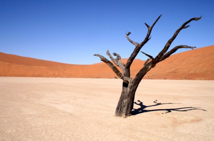 Почему пустыня Сахара скоро может стать зеленой? Когда-то в пустыне Сахара росли деревья. Фото.