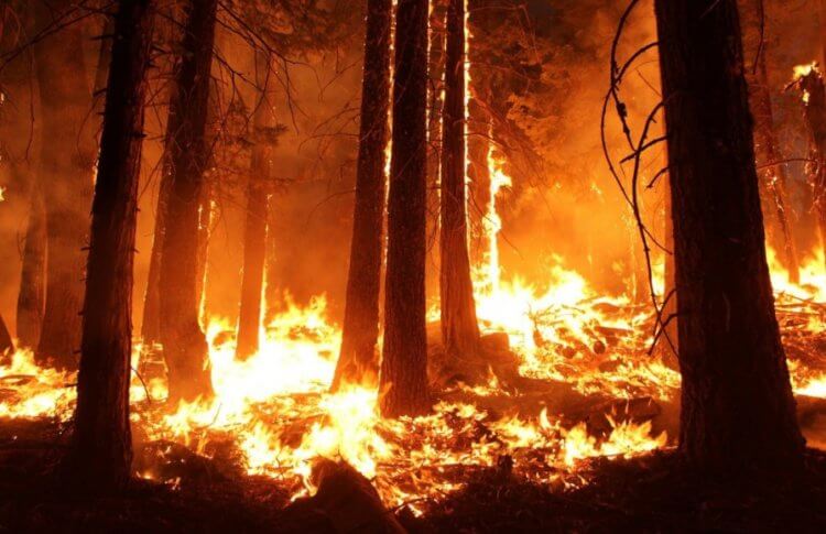 Искусственный интеллект в науке. Вот уже несколько лет подряд на нашей планете массово горят леса. Фото.