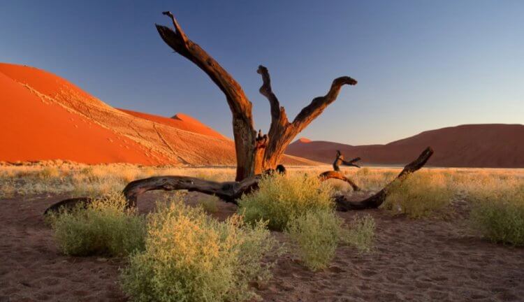 Как пустыня Сахара выглядит из космоса? Когда-то в пустыне Сахар действительно было много деревьев, но со временем они исчезли. Фото.