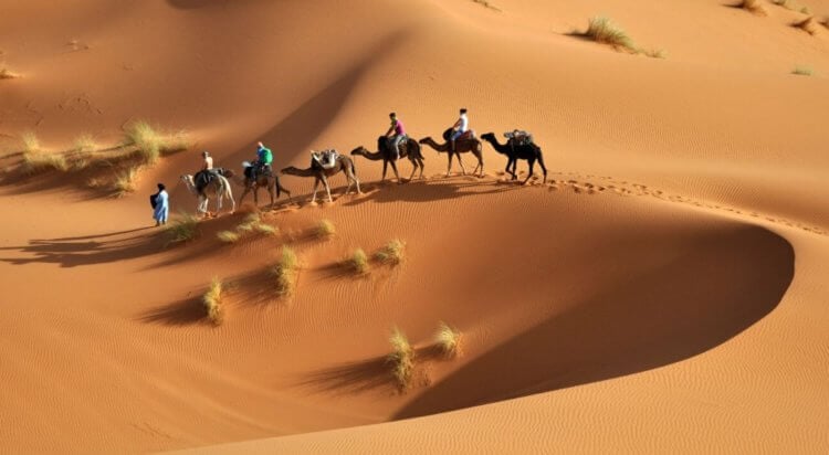 Пустыня Сахара не настолько пуста, как кажется. Пустыня Сахара считается самой большой в мире. Фото.