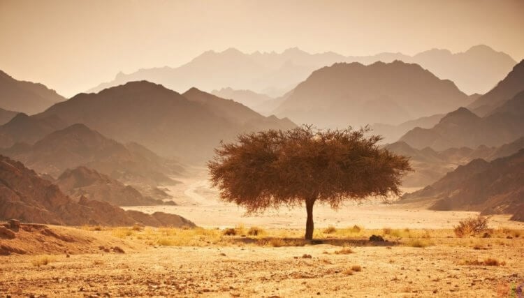 Искусственный интеллект в науке. В некоторых регионах Сахары можно встретить такие деревья. Фото.