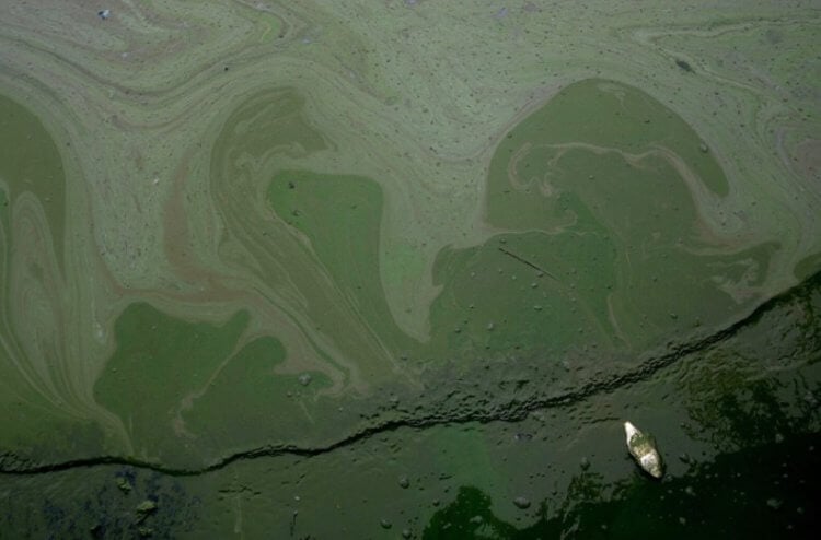 Случаи отравления водорослями. Сине-зеленые водоросли представляют угрозу для всего живого. Фото.