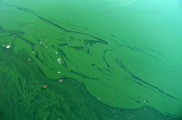 Симптомы отравления водорослями. Вода, зараженная сине-зелеными водорослями. Фото.