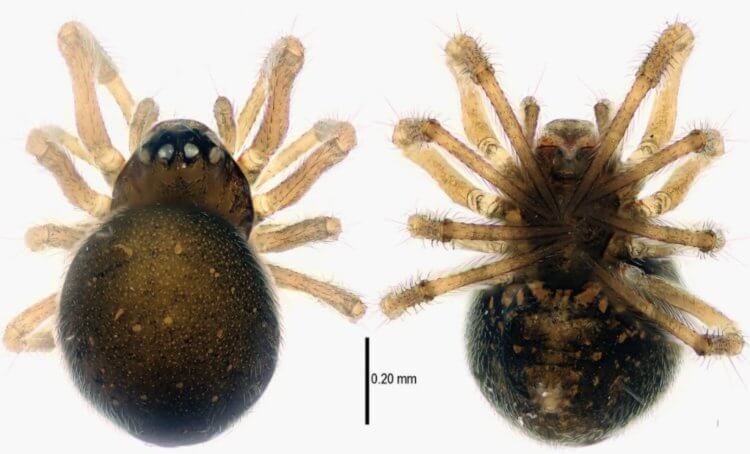 Симфитогнатный паук. Паук Patu digua под микроскопом. Фото.