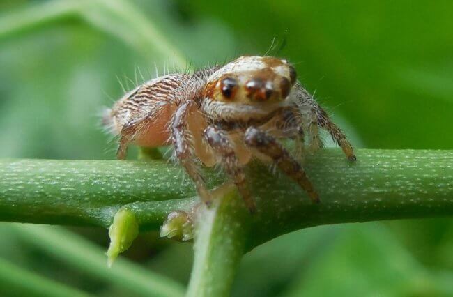 ТОП самых маленьких пауков на планете. Фото.