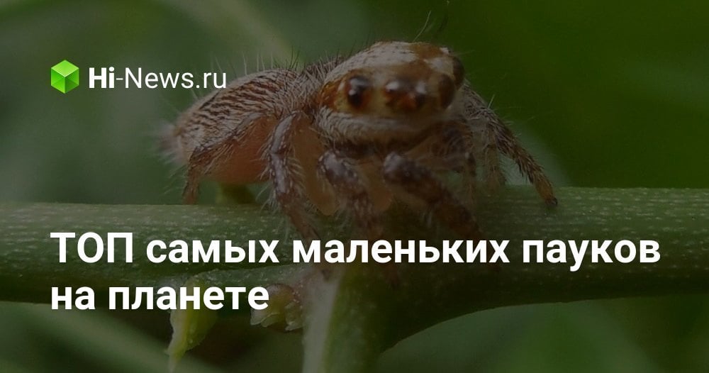 ТОП самых маленьких пауков на планете - Hi-News.ru