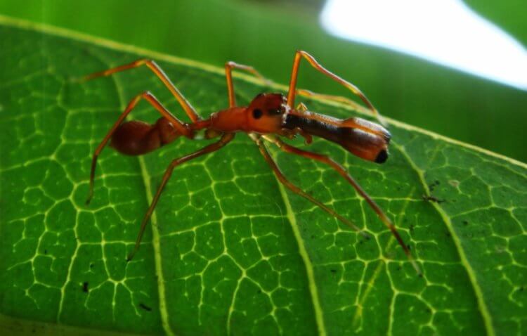Муравьиный паук. Муравьиных пауков выдают разве что их длинные конечности. Фото.