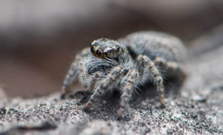 Самые маленькие пауки в мире. Небольшие размеры тела помогают паукам оставаться незаметными. Фото.