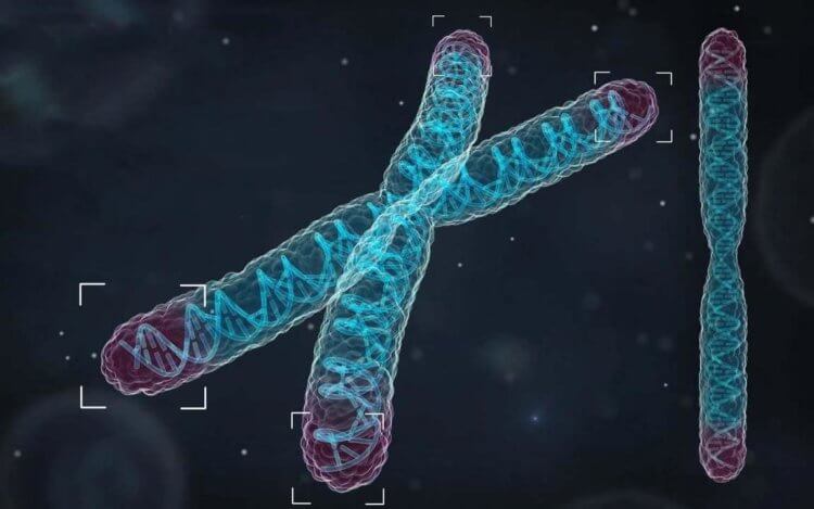 Биологическое бессмертие. Внутри клеточных ядер находится 23 пары хромосом. На концах каждой хромосомы расположены теломеры. Они защищают нашу ДНК от повреждений так же, как пластиковые наконечники защищают края шнурков. Фото.
