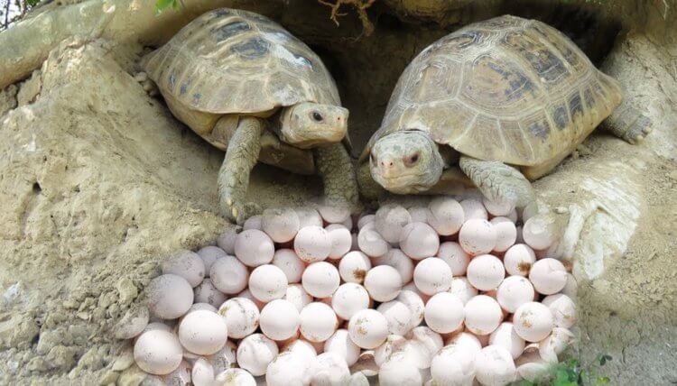 Как искусственные яйца черепах помогают ловить преступников? Черепахи и их яйца. Фото.