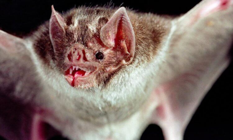 Почему вампиры пьют кровь? Летучая мышь, способная пить кровь. Фото.