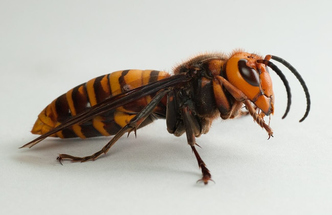 Шершень вида Vespa mandarinia. Фото.