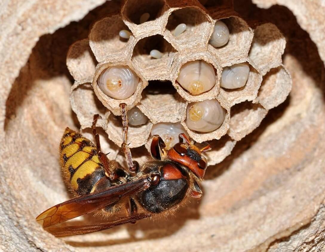 Гнездо шершня. Фото.