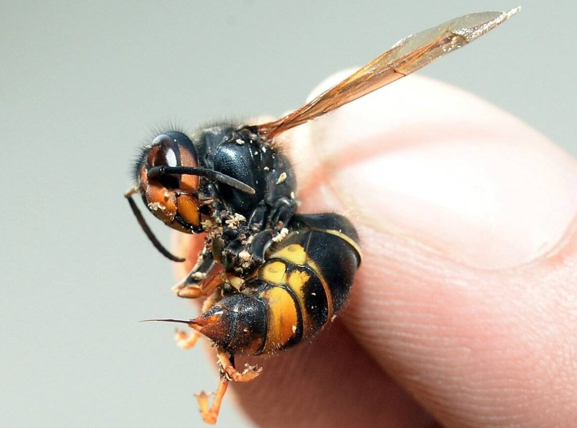 Шершень и его жало. Фото.