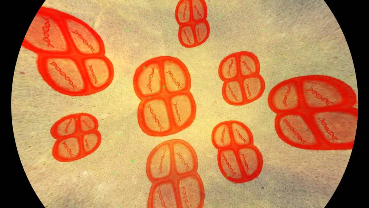 Deinococcus radiodurans собственной персоной. Фото.