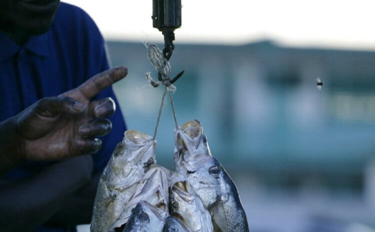Что известно о новой загадочной болезни в Африке? Все заразившиеся загадочной болезнью люди являются рыбаками. К счастью, сообщений о смертельных случаях пока нет. Фото.