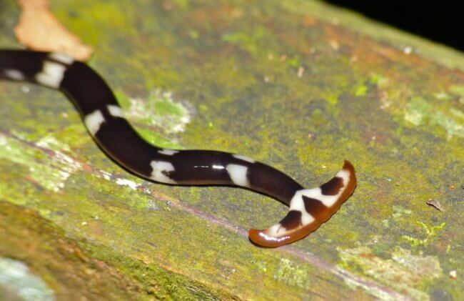Как самые большие черви могут навредить природе? Фото.